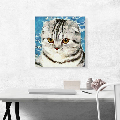 Scottish Fold Cat Breed Blue