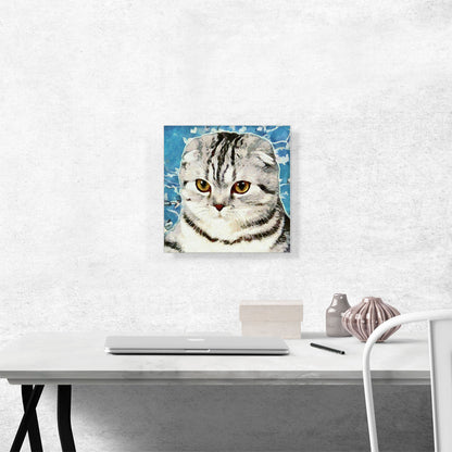 Scottish Fold Cat Breed Blue