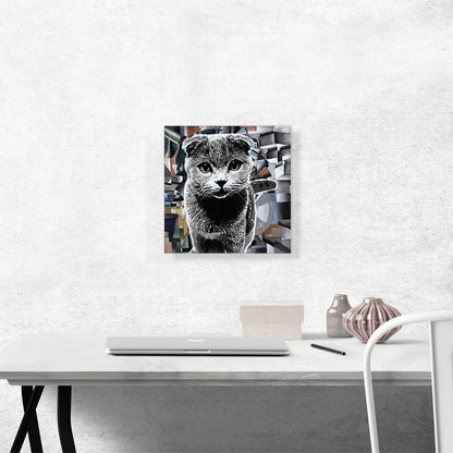 Scottish Fold Cat Breed Modern