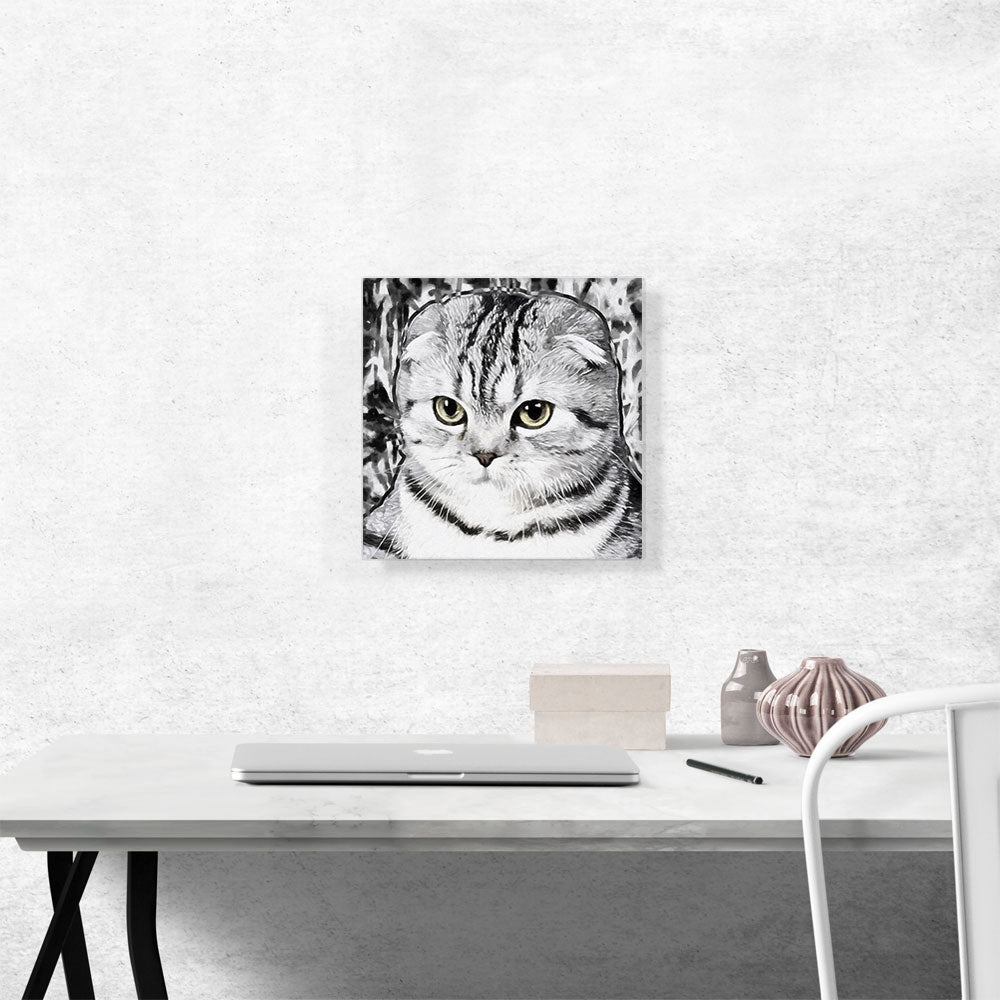 Scottish Fold Cat Breed White