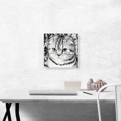 Scottish Fold Cat Breed White