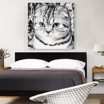 Scottish Fold Cat Breed White