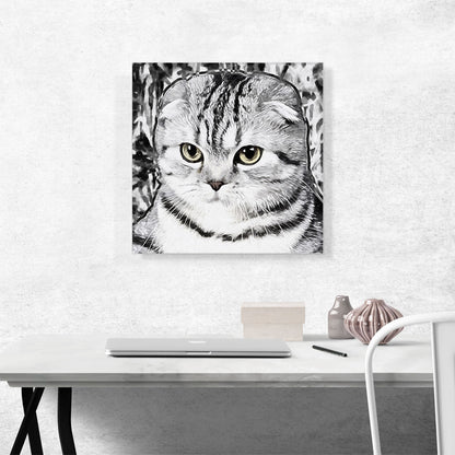 Scottish Fold Cat Breed White