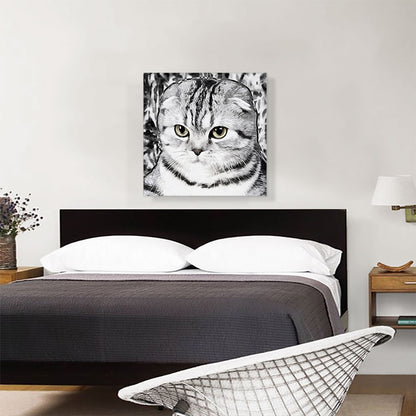 Scottish Fold Cat Breed White