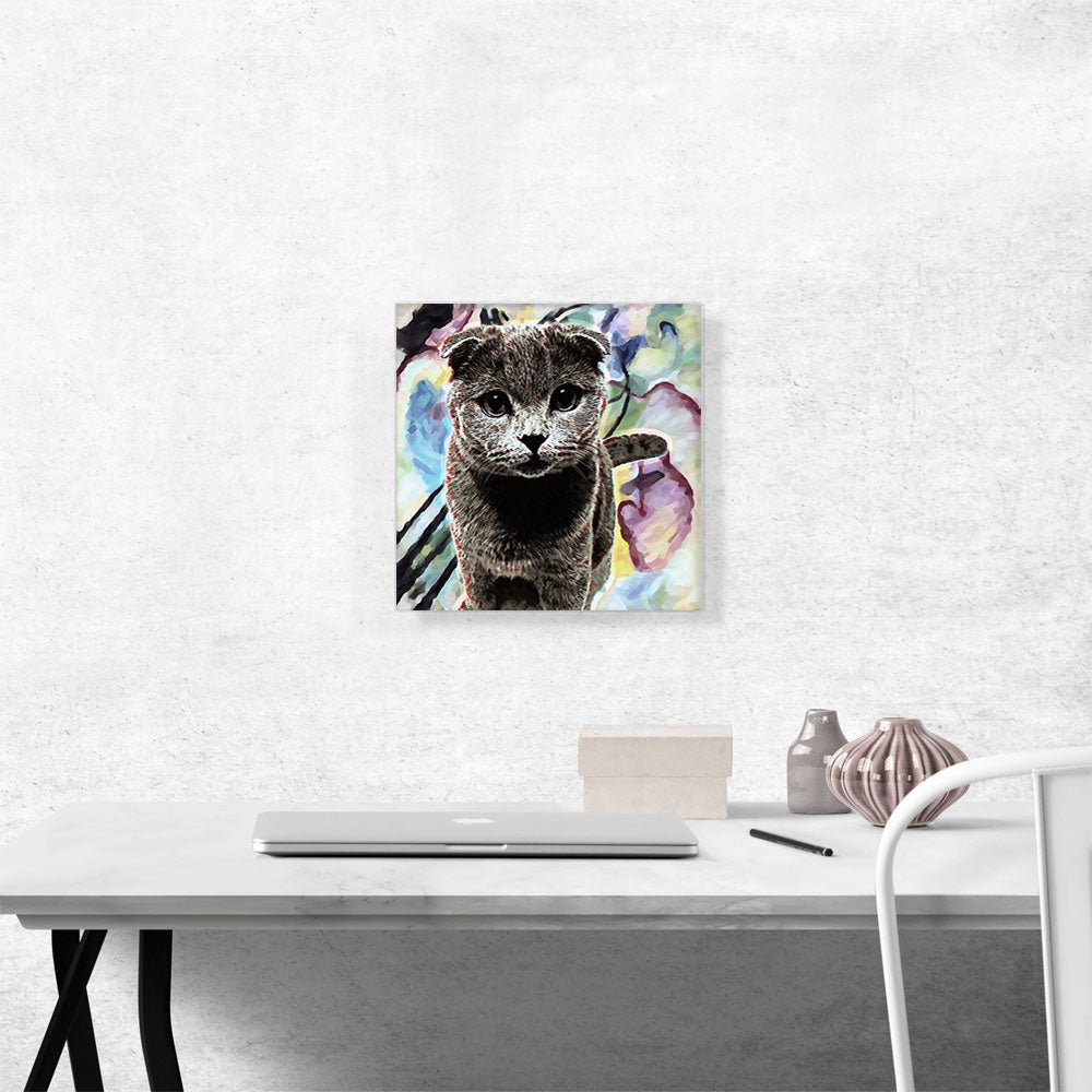 Scottish Fold Cat Breed