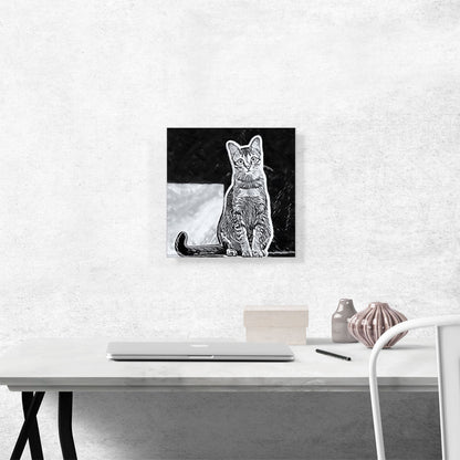 Singapura Cat Breed Black and White