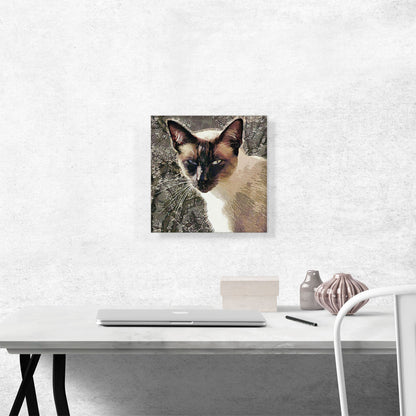 Snowshoe Cat Breed Brown
