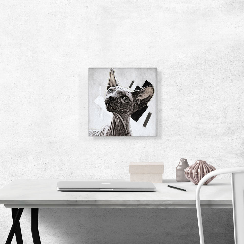 Sphynx Cat Breed White