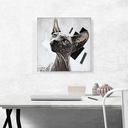 Sphynx Cat Breed White