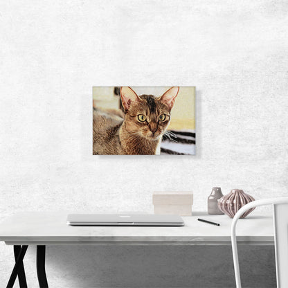 Abyssinian Cat Breed Closeup