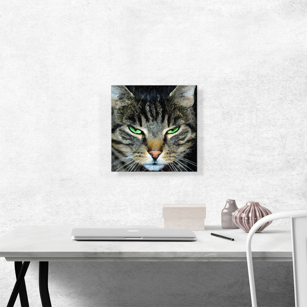 American Shorthair Angry Cat Breed