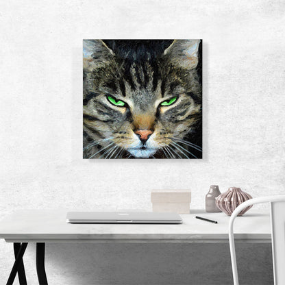 American Shorthair Angry Cat Breed