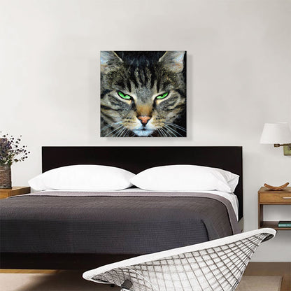 American Shorthair Angry Cat Breed