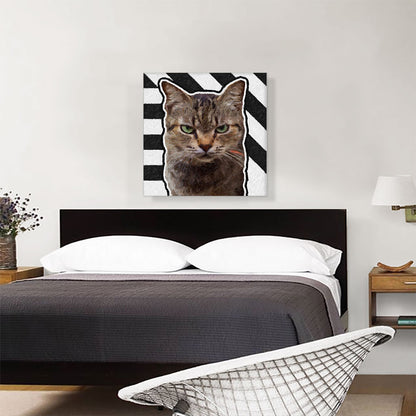 American Shorthair Cat Breed Grumpy