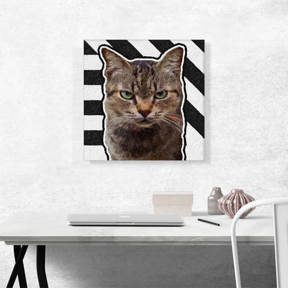 American Shorthair Cat Breed Grumpy
