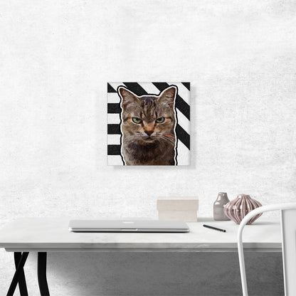 American Shorthair Cat Breed Grumpy
