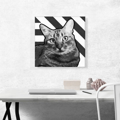 American Wirehair Cat Breed Greyscale