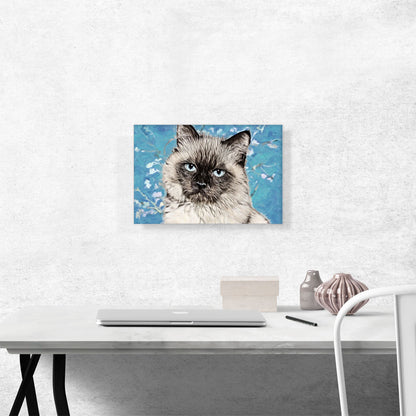 Balinese Cat Breed Serious