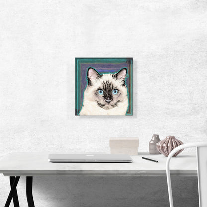 Balinese Cat Breed Teal