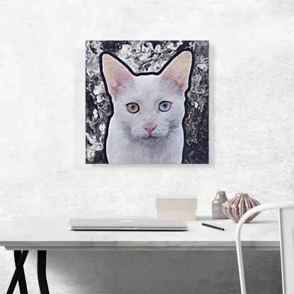 Burmilla Cat Breed Gray