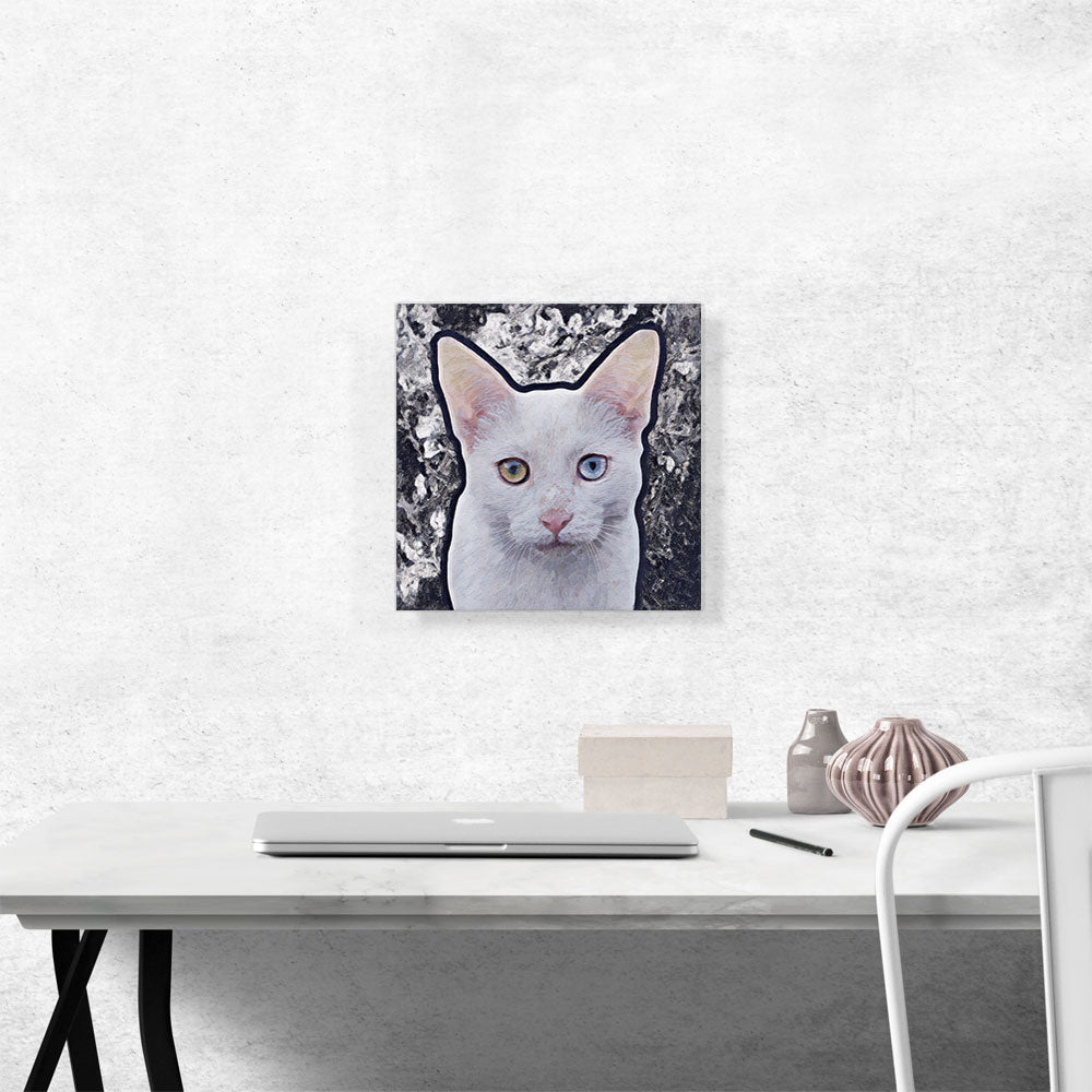 Burmilla Cat Breed Gray