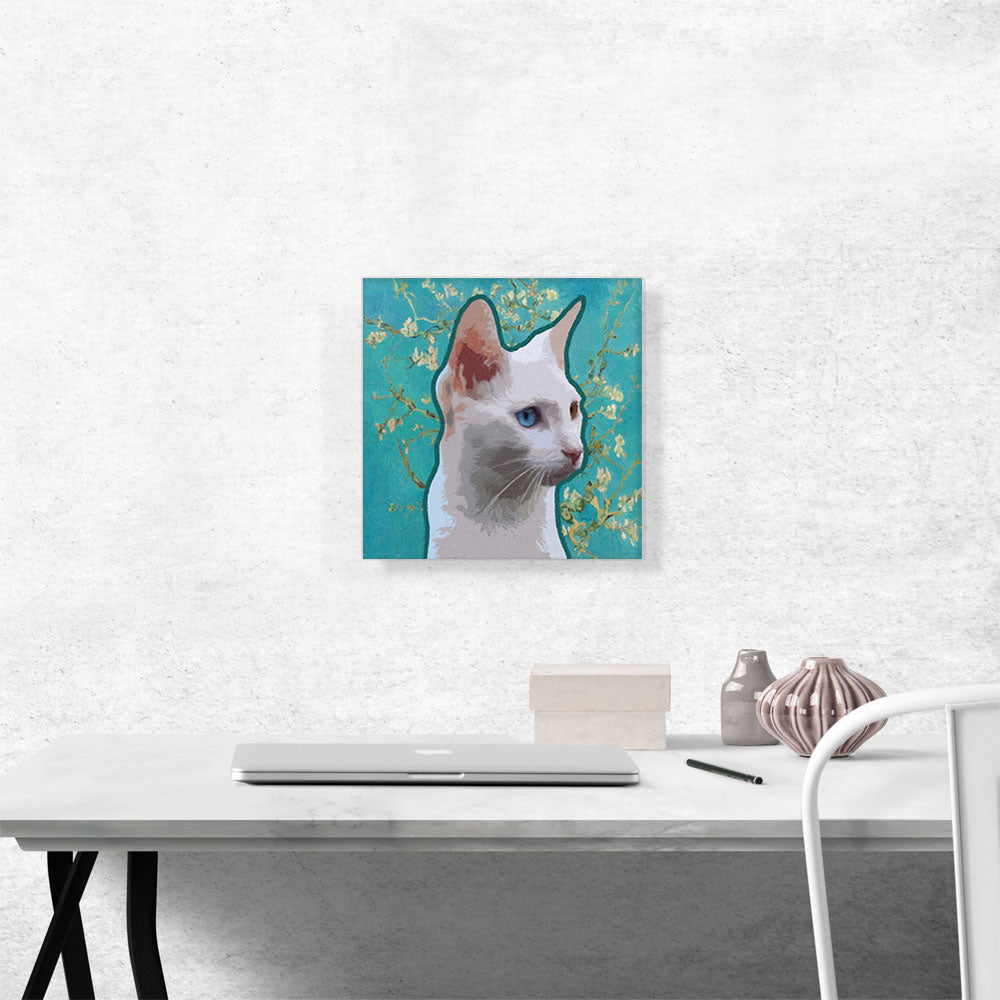Burmilla Cat Breed Teal