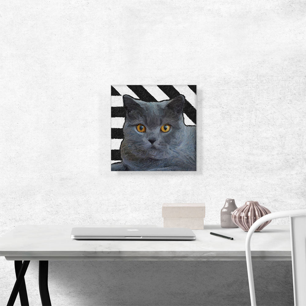 Chartreux Cat Breed Stripes