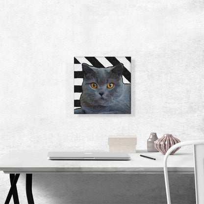 Chartreux Cat Breed Stripes