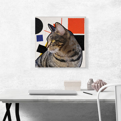 Domestic Cat Breed Modern