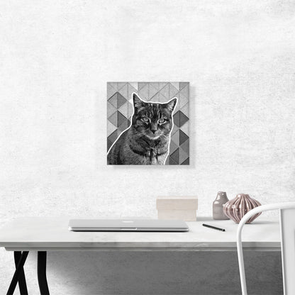 Dragon Li Cat Breed Gray