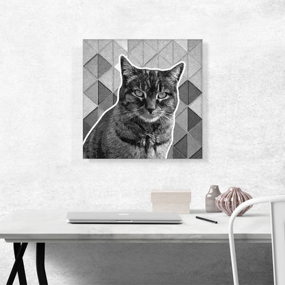 Dragon Li Cat Breed Gray
