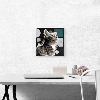 European Shorthaired Cat Breed