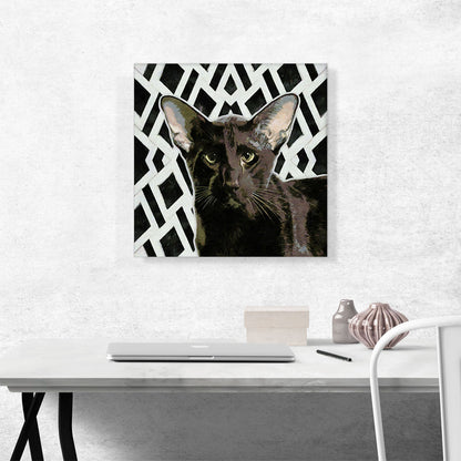 Havana Brown Cat Breed Black and White