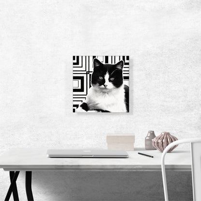 Aegean Cat Breed Black and White
