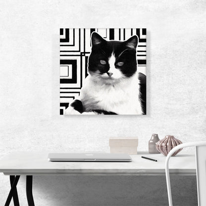 Aegean Cat Breed Black and White
