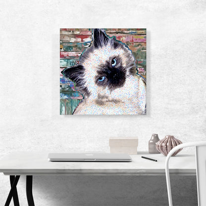 Himalayan Cat Breed Kitten