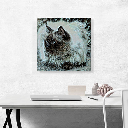 Himalayan Cat Breed