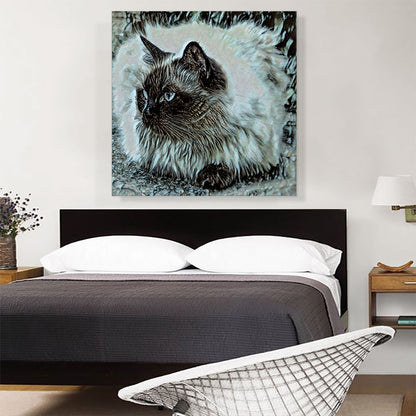 Himalayan Cat Breed