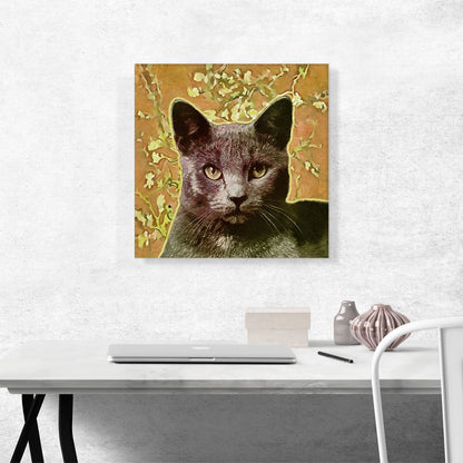 Korat Cat Breed Orange