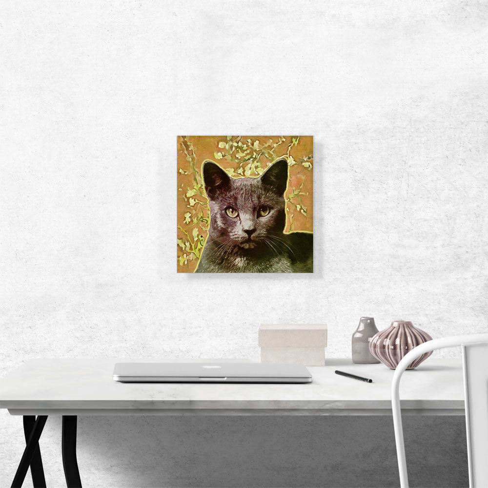 Korat Cat Breed Orange