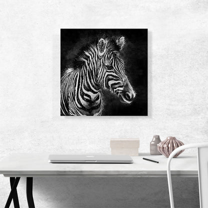 Zebra Black White Stripes Africa
