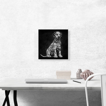 Dalmatian Dog Puppy Spots Black White Spots