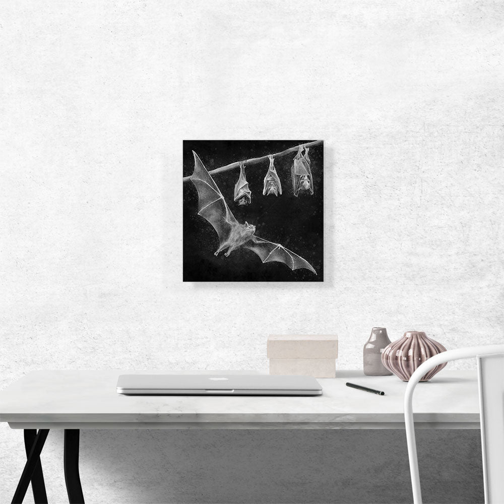Bat Chiroptera Flying Hanging Black White