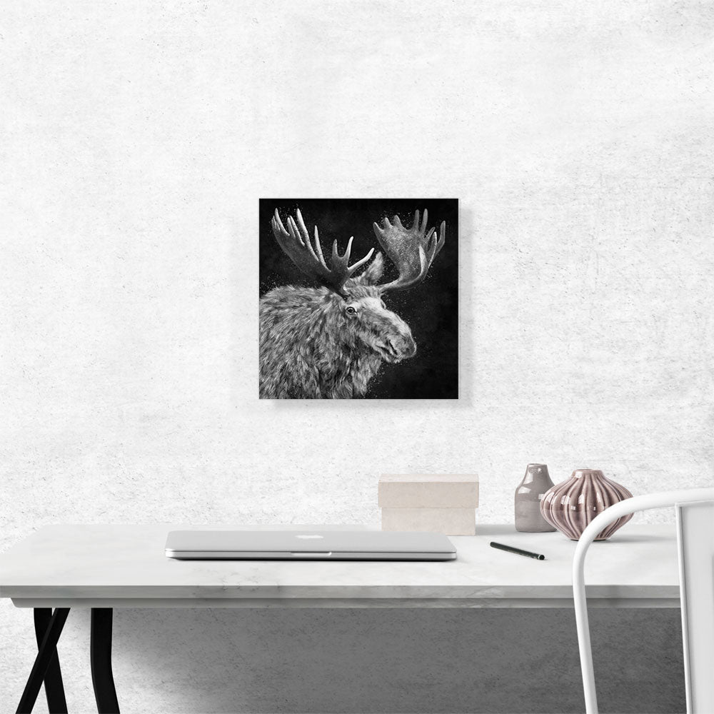 Bull Moose Elk Antlers Black White