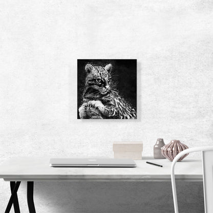 Ocelot Cat Animal Black White