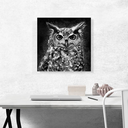 Owl Nocturnal Bird of Prey Barn Black White