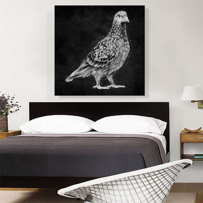 Pigeon Dove Bird Black White