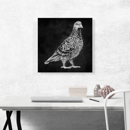 Pigeon Dove Bird Black White