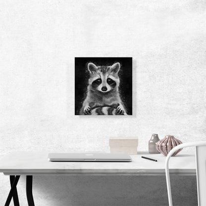 Raccoon Racoon Animal Black White
