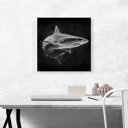 Shark Fish Shortfin Mako Tiger Ocean Sea Black White
